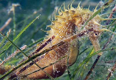 Spiny seahorse (Hippocampus guttulatus)
