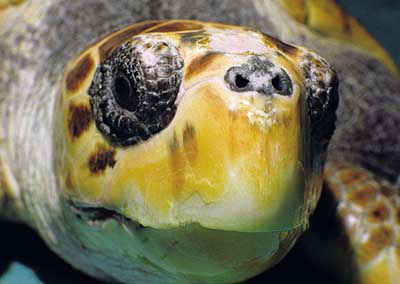 Loggerhead sea turtle (Caretta caretta)