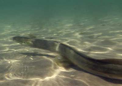 Eel (Anguilla anguilla)