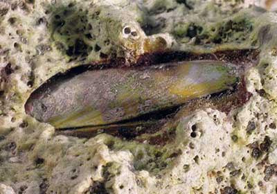 Date mussel (Lithophaga litophaga)
