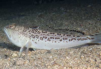Starry weever (Trachinus radiatus)